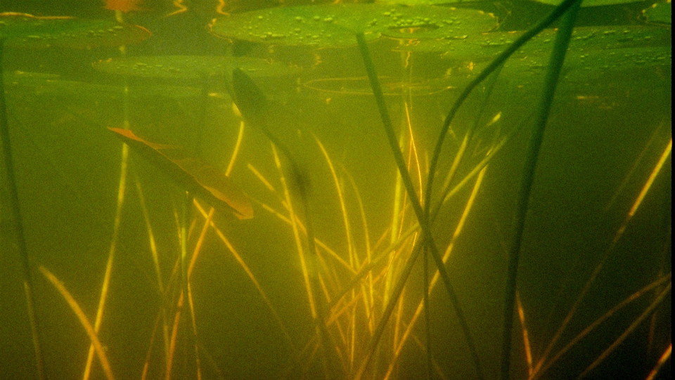 Näckrosblad i Stockbysjön. Foto Lidingö stad