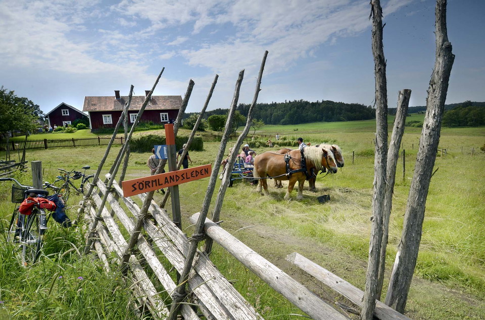 En gärdesgård, sörmlandsledsskylt och parhästar som brukar marken.