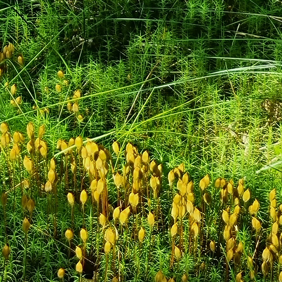 Common haircap moss in bloom, July