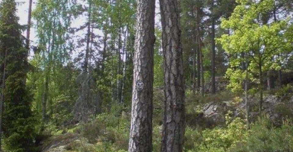 Dalsvedstallen, en tall med två stammar som förenas trettio meter upp. 
Etapp: Gusum Fallingmerg
Valdemarsvik