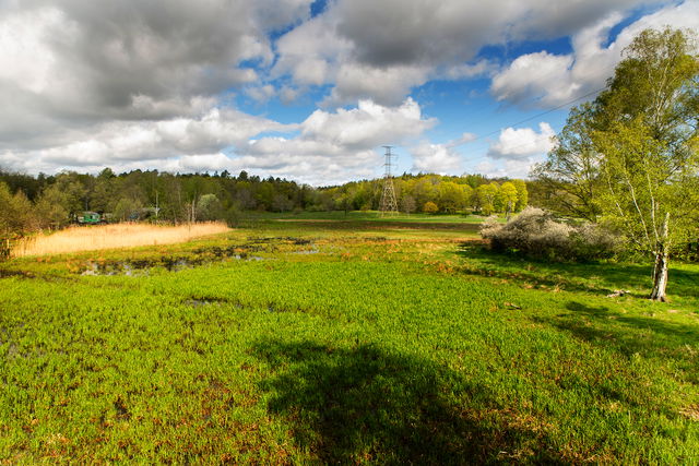 Lillsjöängens fiskvåtmark