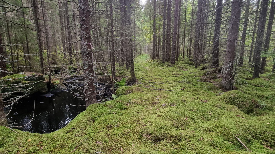Leden längs med Mörttjärnsbäcken.