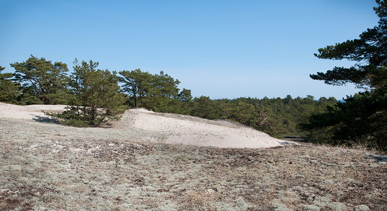Sandblotta.