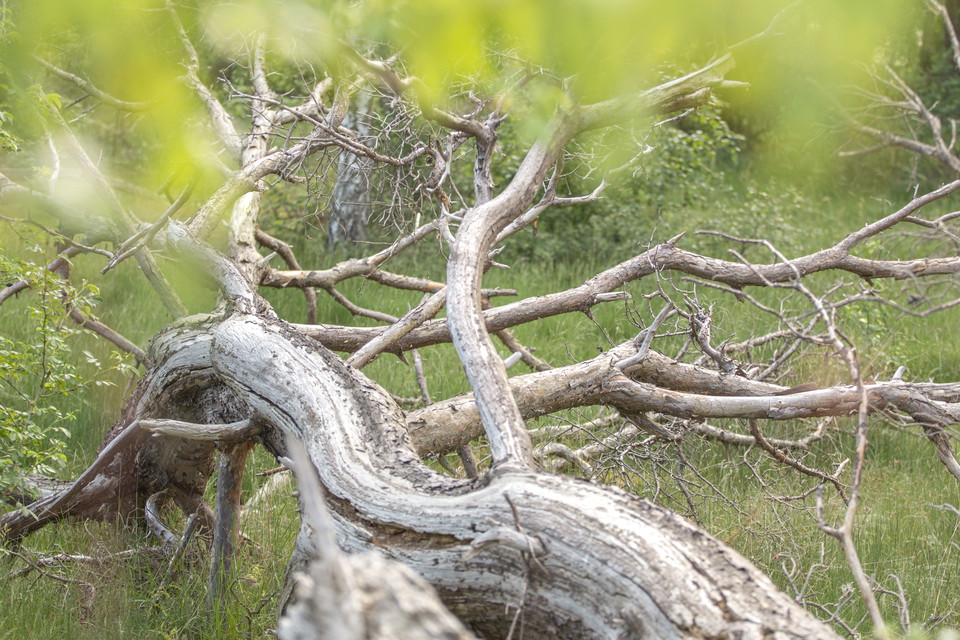 Gammal silvrig tallstam på marken