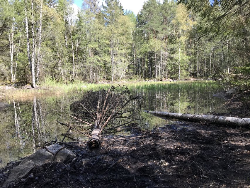 En öppen vattenyta omgiven av lövträd som speglas i vattnet. Två döda trädstammar har fallit ut i vattnet.