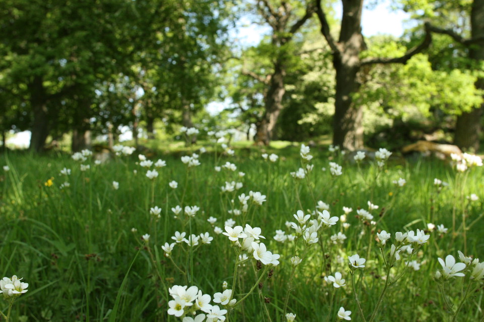 Mandelblom som blommar bland gräs.