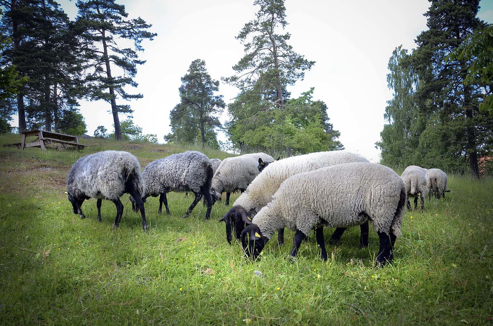 Foto Olof Näslund