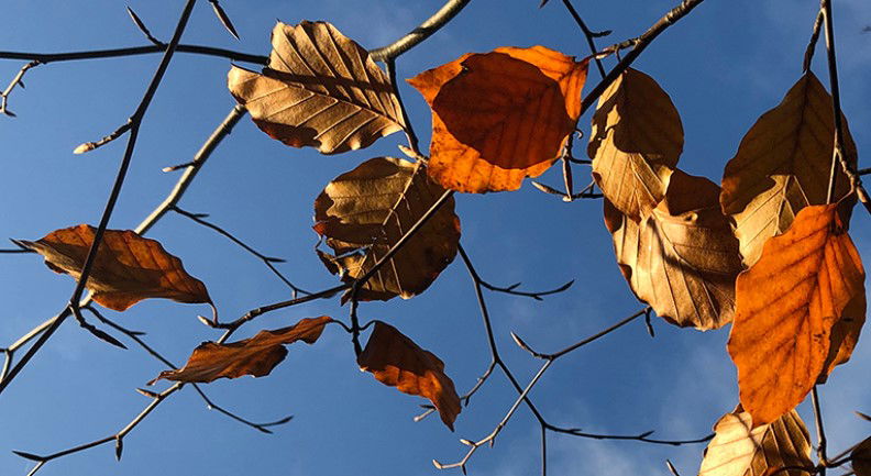 Guidning för personer med rörelsenedsättning, intellektuell funktionsnedsättning och autism, Klöva hallar, arr Söderåsens Forsgård