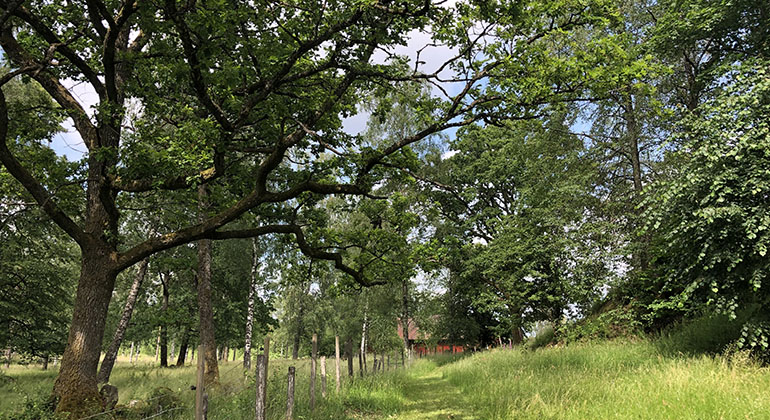 grönskande skog