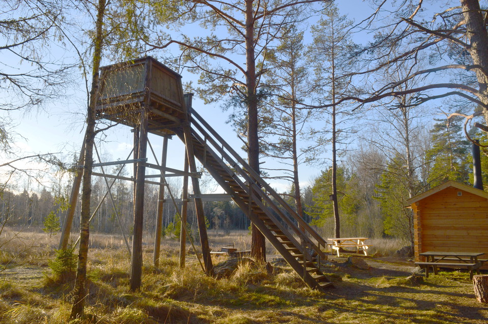 Ett högt fågeltorn med trappa upp till plattformen