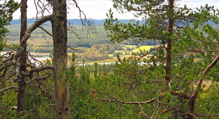 Från hällmarkerna på södra Korptjärnberget har man fin utsikt västerut mot odlingsmarkerna i Mockträsk.
