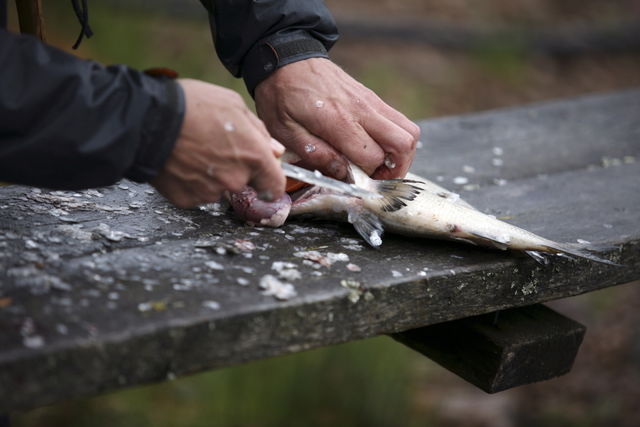 Fiske i Söingen 