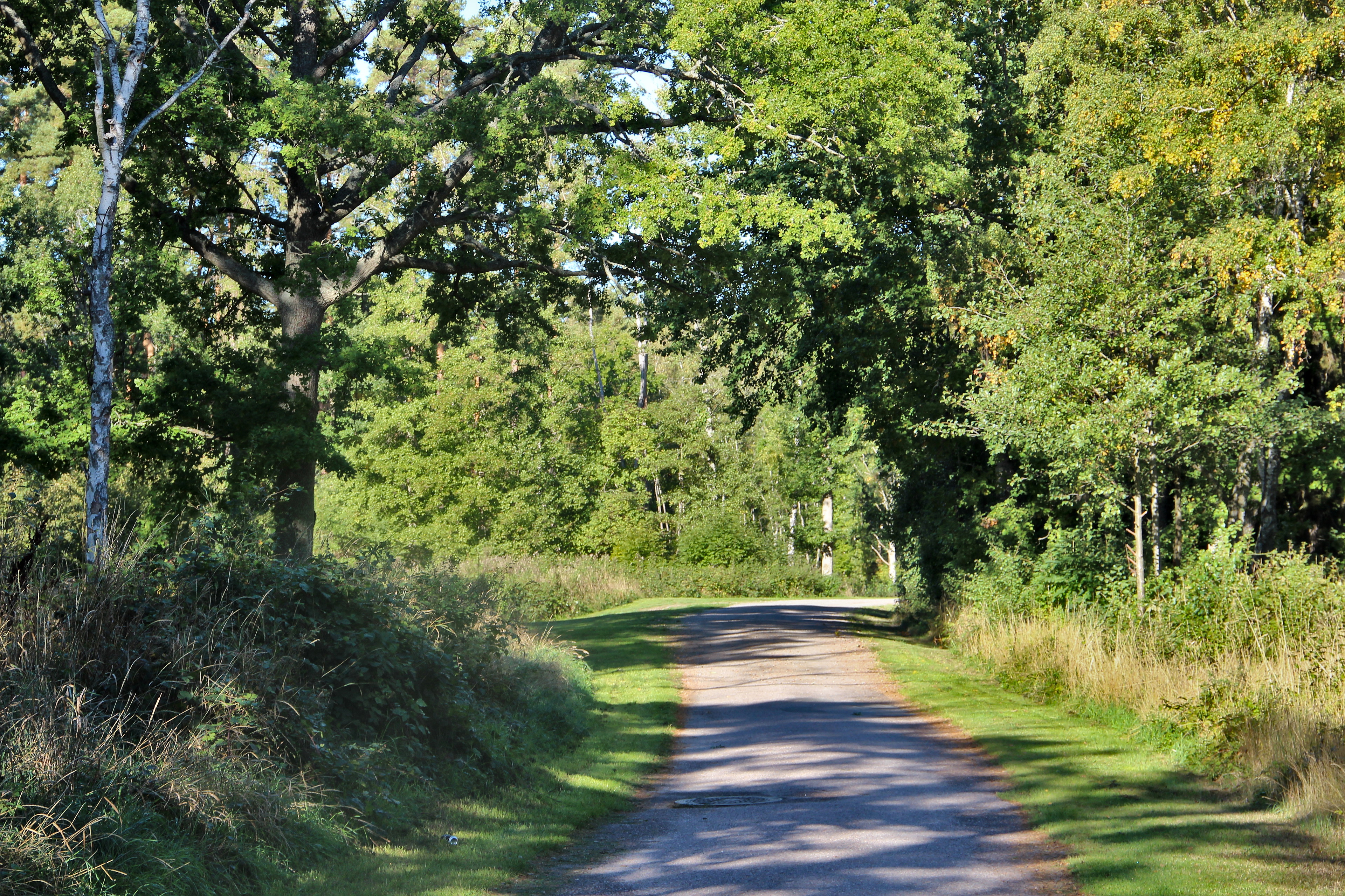 Hälsoslingan - Skogen