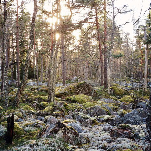 Kringleskogen 