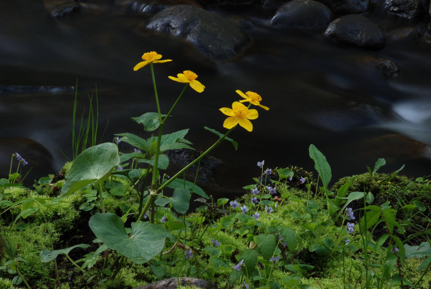 Den gula blomman, kabbeleka, är vanlig längs ån under våren. Den trivs i fuktiga miljöer.