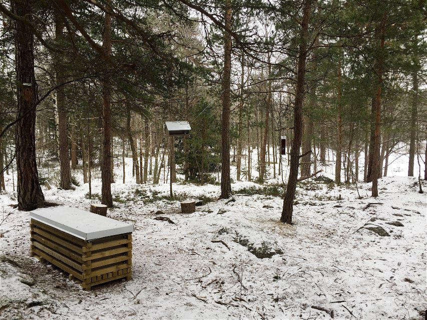Skogsfågelmatningen i Björkhagen.