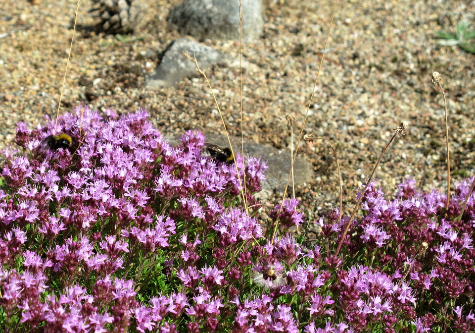 Många insekter trivs i de torra och varma markerna.