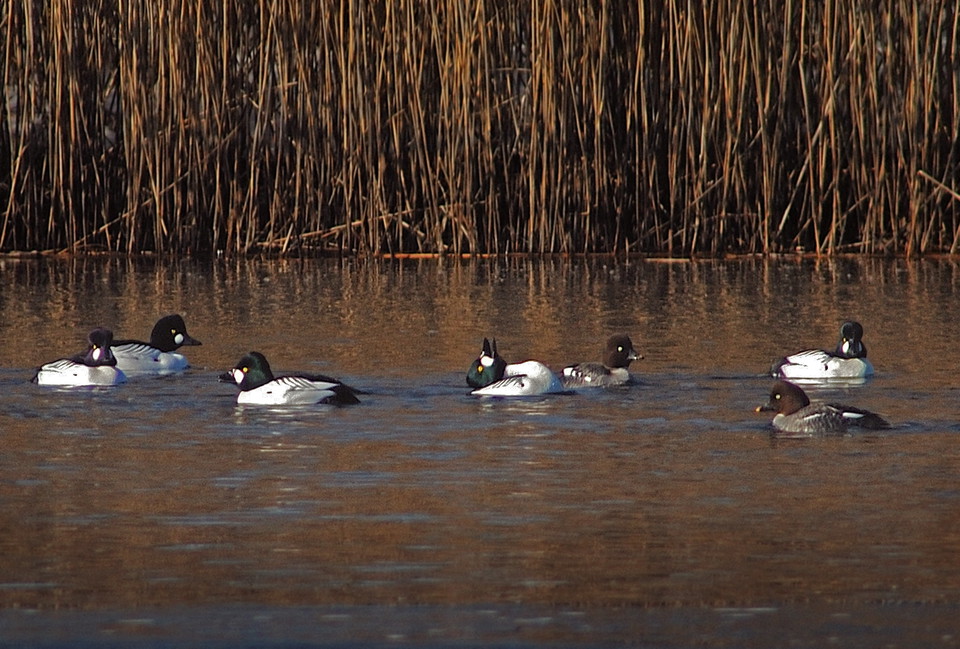 Fotograf: Tobias Ivarsson