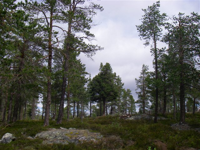 Björnsjöberget