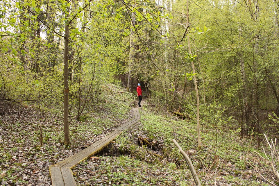 En person står på en träspång som går genom lummig skog. Marken runt spången sluttar svagt neråt. 