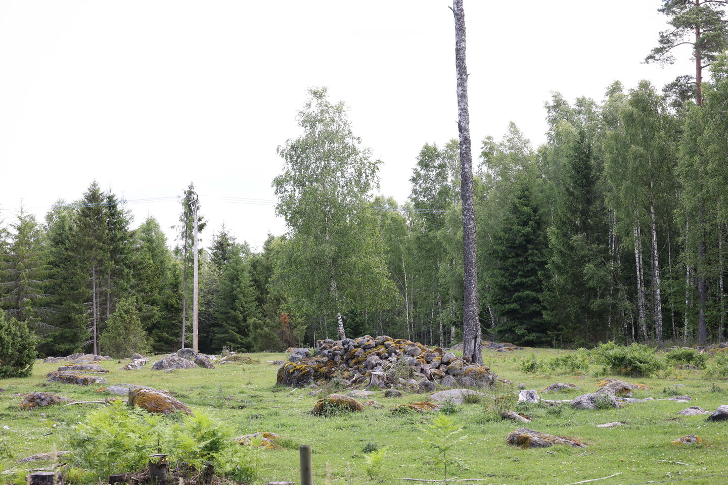 Foto: Niklas Kämpargård