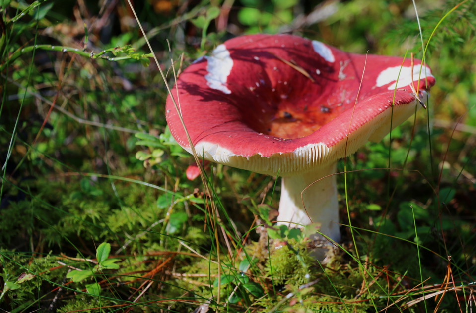 Röd flugsvamp.