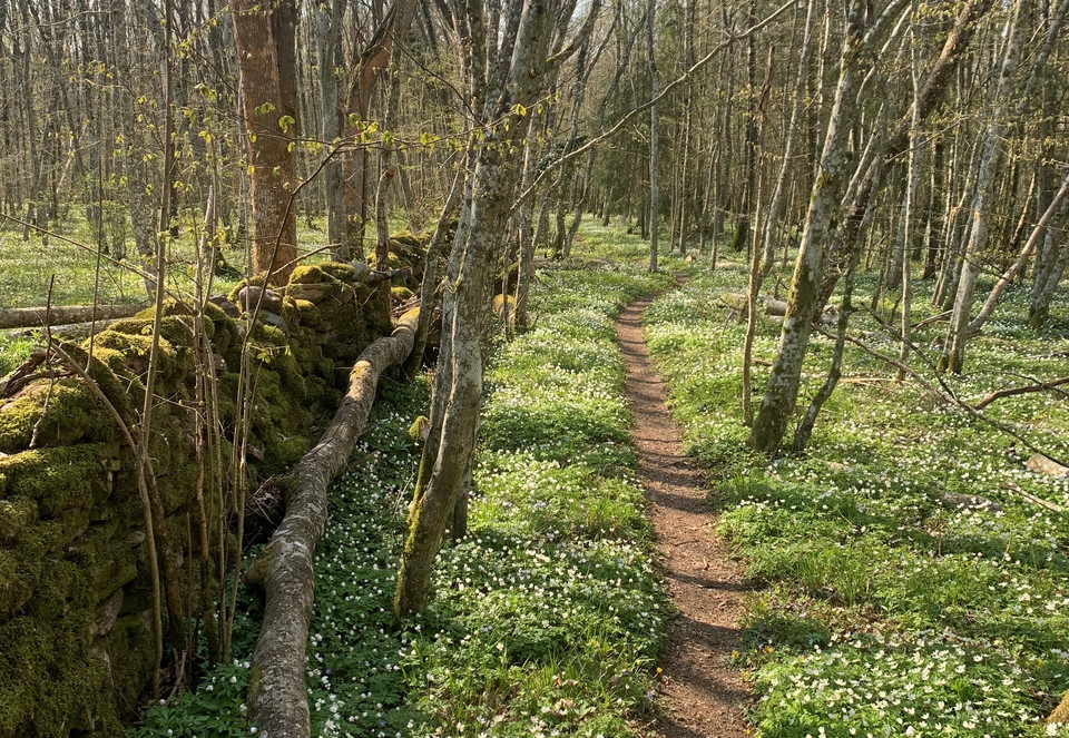 Led genom vitsippskog