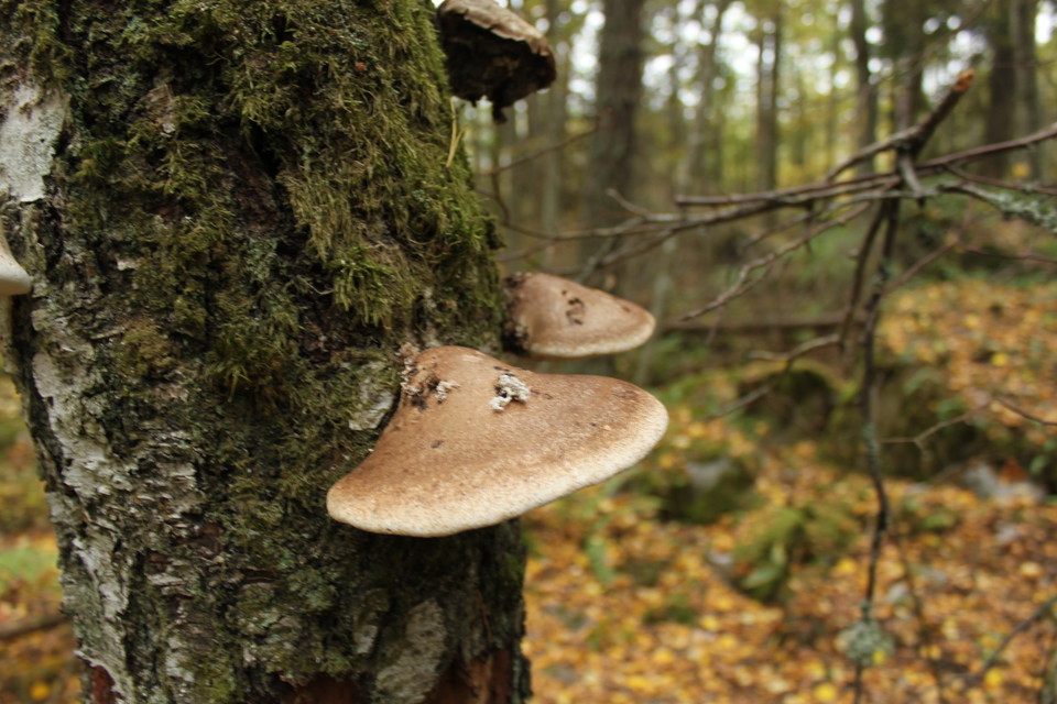 Närbild på två tickor som växer på ett träd. I bakgrunden är det skog. 