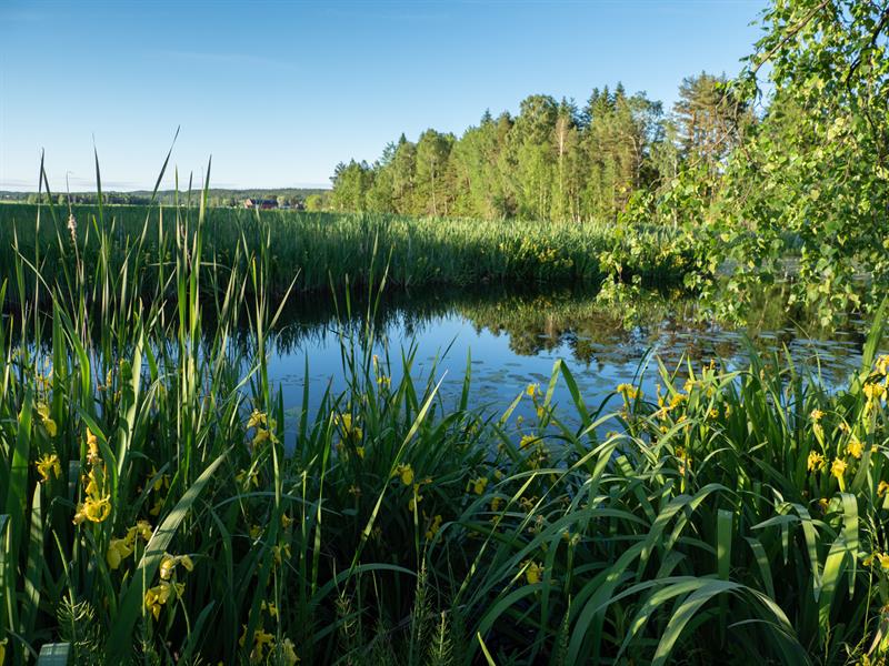 innsjø sett gjennom gresset