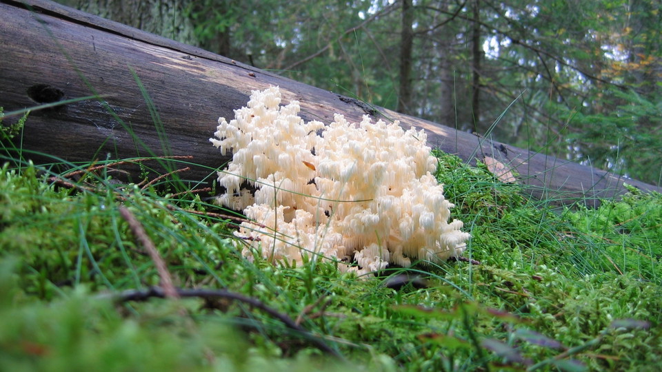 Koralltaggsvamp vid Södergarn. Foto Lidingö stad