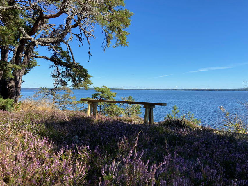 En bänk står på en klippa med utsikt över vattnet. I förgrunden blommande ljung.