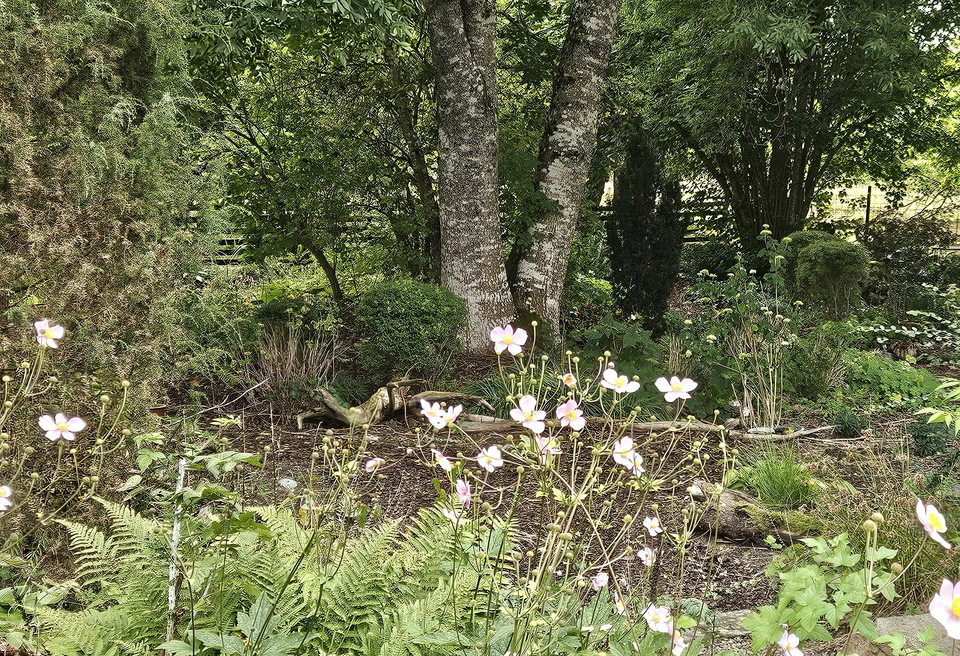 Trädgården mitt i skogen