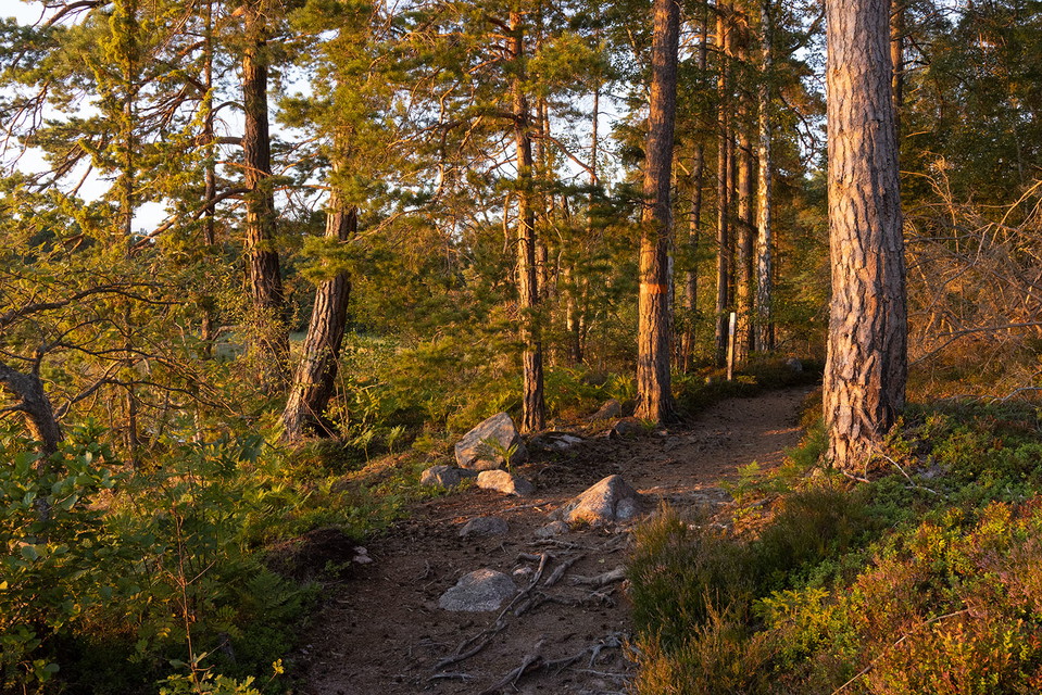 Foto: Fredrik Neregård