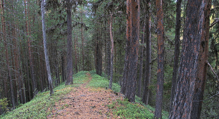 Tallås i naturreservatet Kuoukaravinerna.