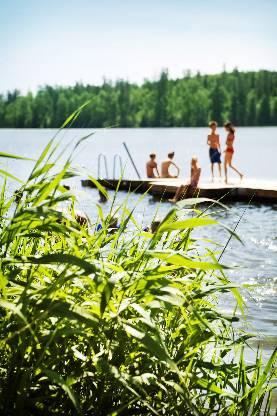 En badbrygga med vass i förgrunden.