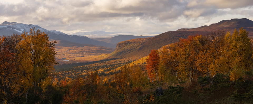 Vindelvaggi i höstskrud.