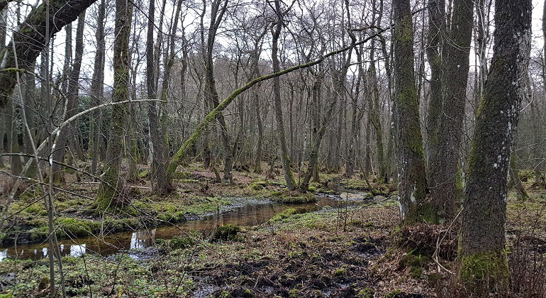 skog med vatten mellan träden