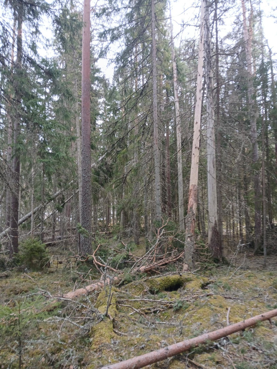Efter stormen