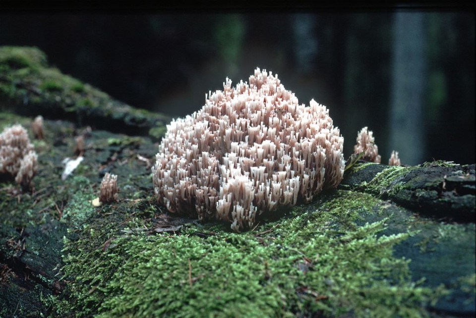 Kandelabersvamp på en liggande trädstam. 