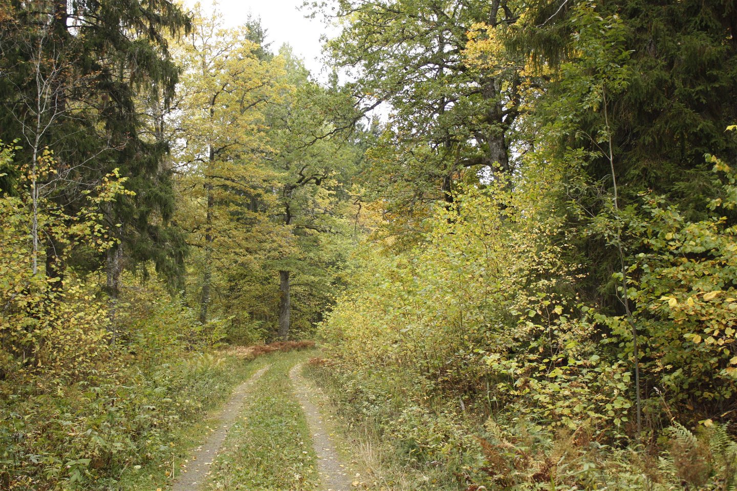 En skogsbilväg genom blandskog med mycket buskar på båda sidorna.