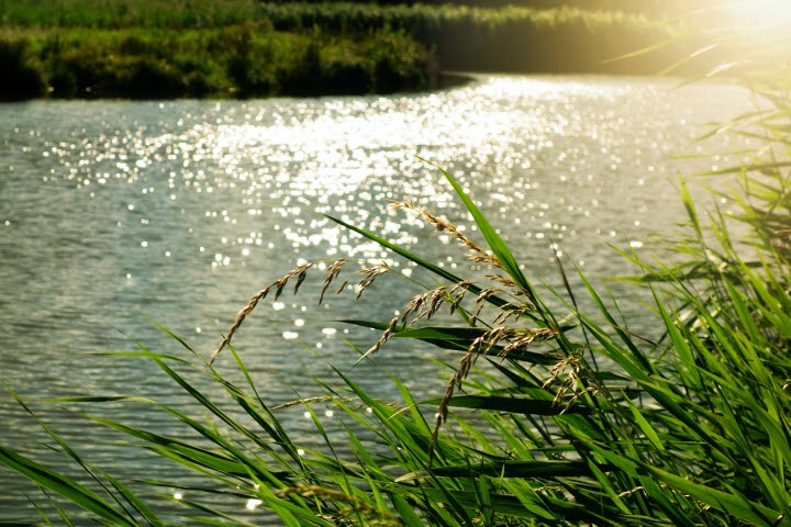 Nygårdsängens Naturreservat