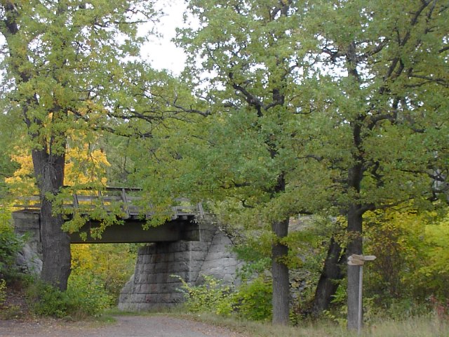 Mäktiga ekar vid Mölna. Foto Lidingö stad.