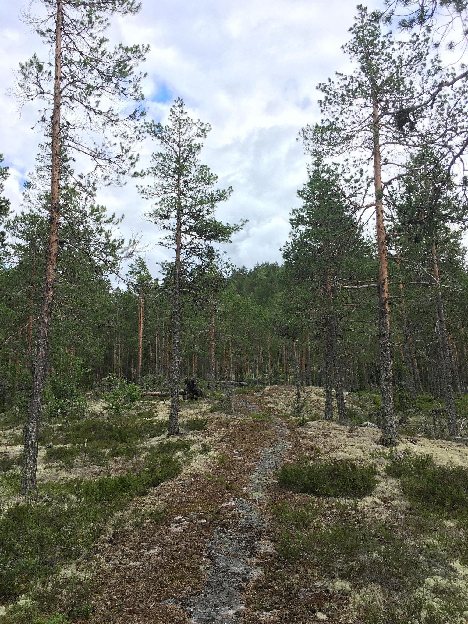 Promenad till Öbergets utsiktsplats