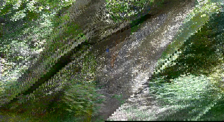 Fotograf: Johan Teiffel