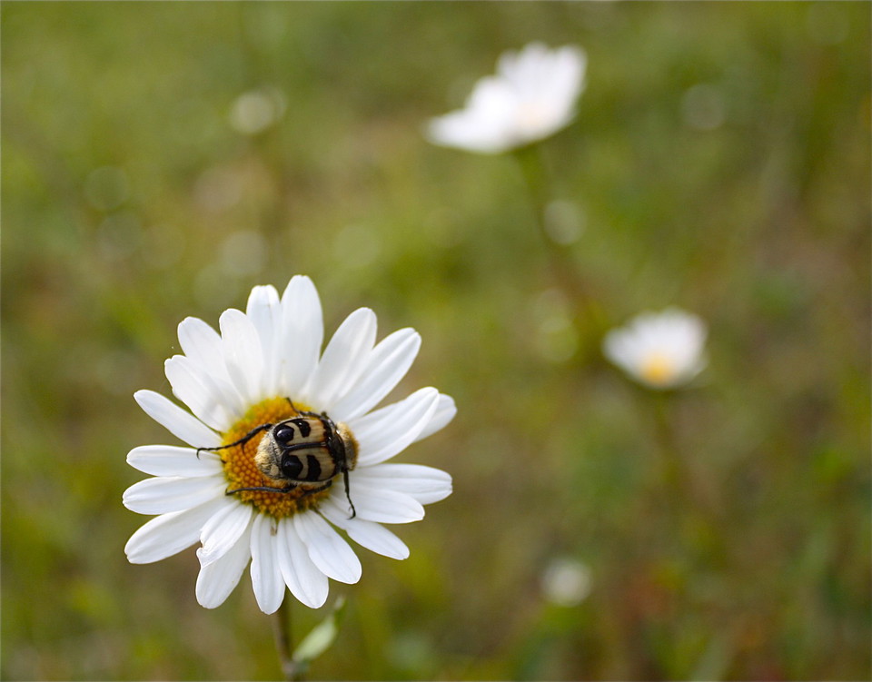 Närbild på svart och gul skalbagge som sitter på en vit blomma.
