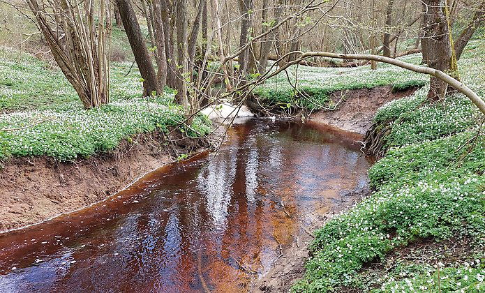 Vattendraget flyter här lugnt och meandrar fram.