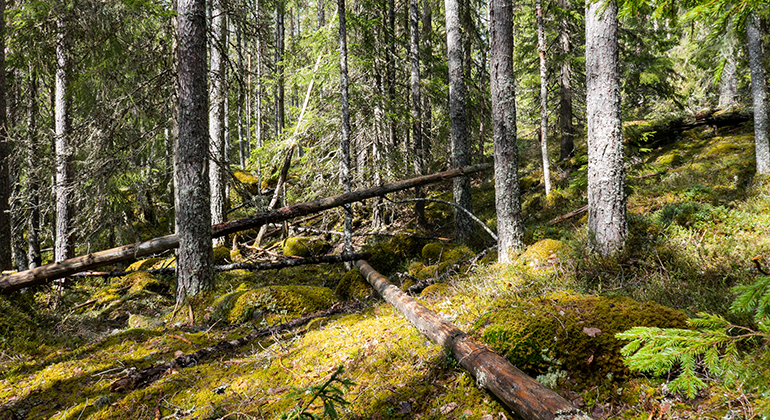 Uggenäs naturreservat består av både skogsmark, myr och sumpskog. Mycket av skogen i området är naturskogsartad.