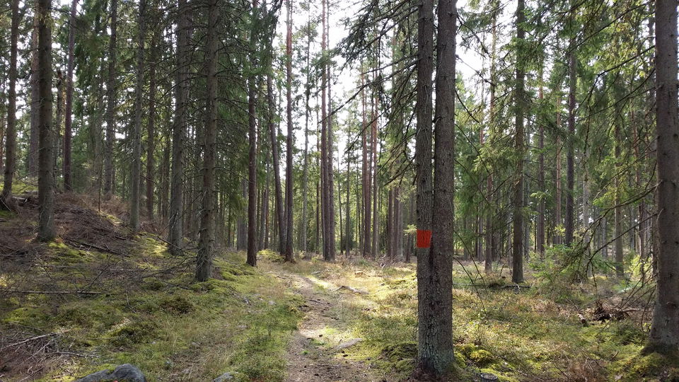 Skogskänsla nära Tjureda