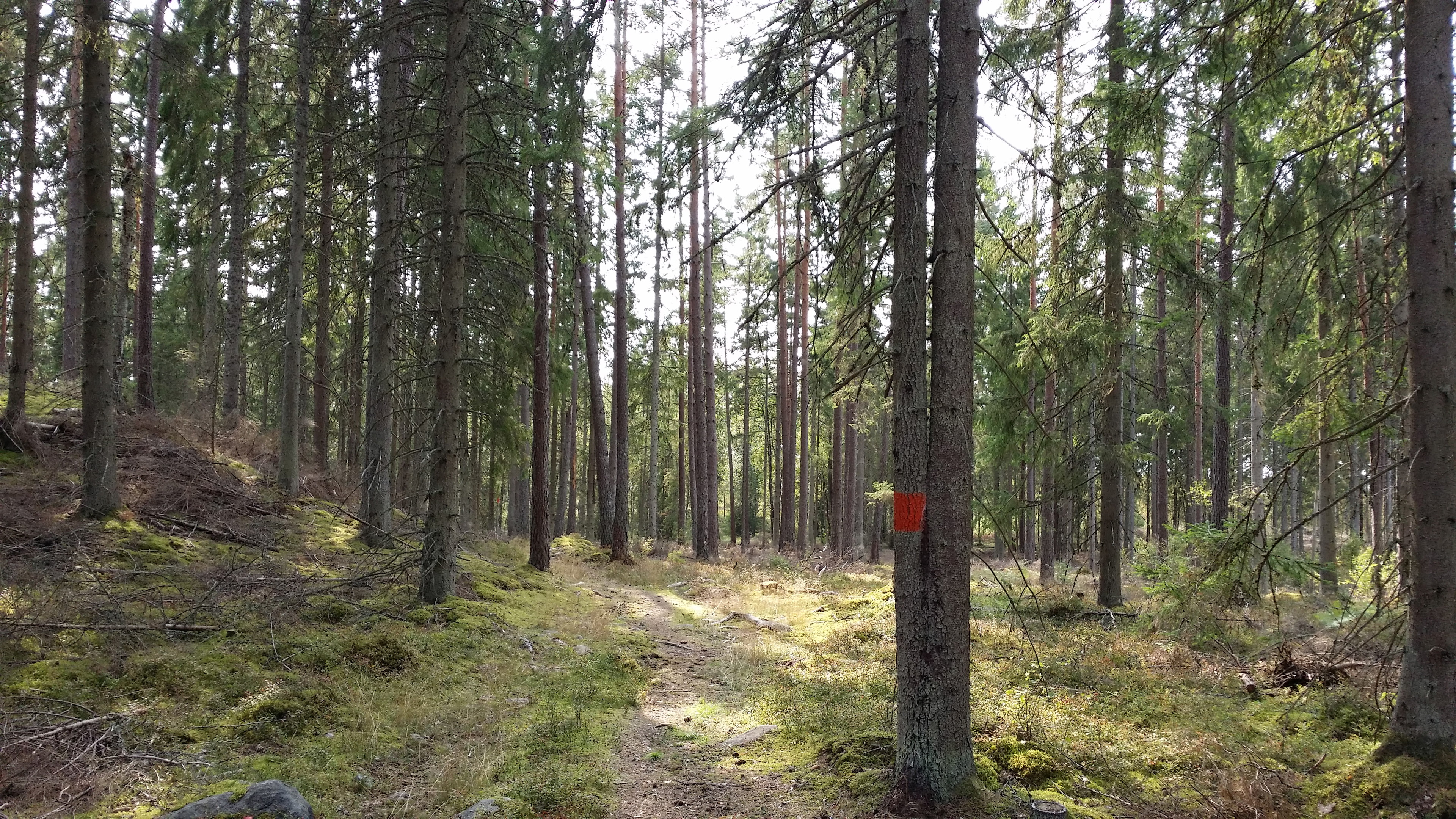 Skogskänsla nära Tjureda