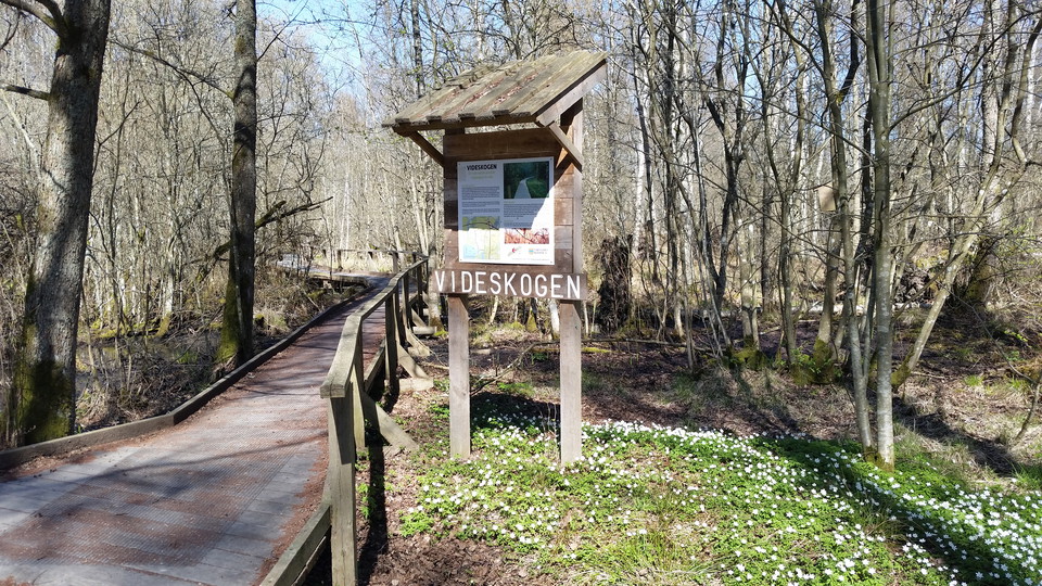 Videskogen